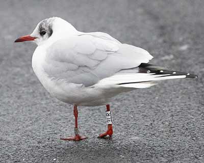 Black-headed Gull (Chroicocephalus ridibundus) [Dragør, Denmark]