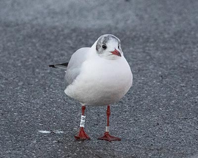 Black-headed Gull (Chroicocephalus ridibundus) [Dragør, Denmark]