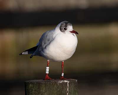 Black-headed Gull (Chroicocephalus ridibundus) [Dragør, Denmark]