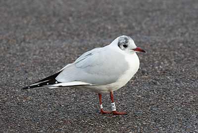 Black-headed Gull (Chroicocephalus ridibundus) [Dragør, Denmark]