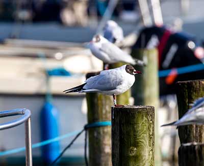 Black-headed Gull (Chroicocephalus ridibundus) [Dragør, Denmark]