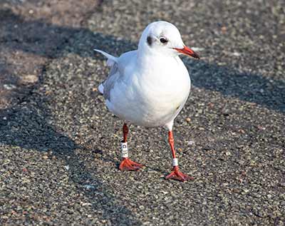 Black-headed Gull (Chroicocephalus ridibundus) [Dragør, Denmark]