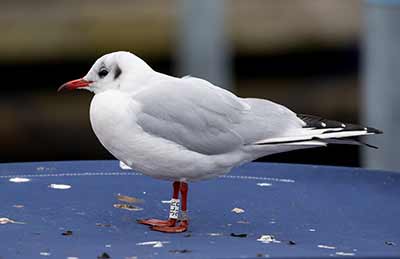 Black-headed Gull (Chroicocephalus ridibundus) [Dragør, Denmark]