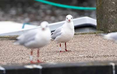 Black-headed Gull (Chroicocephalus ridibundus) [Dragør, Denmark]