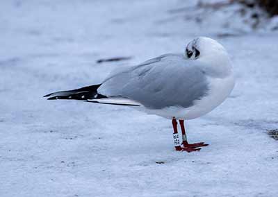 Black-headed Gull (Chroicocephalus ridibundus) [Dragør, Denmark]