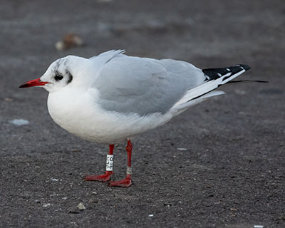 Black-headed Gull (Chroicocephalus ridibundus) [Dragør, Denmark]