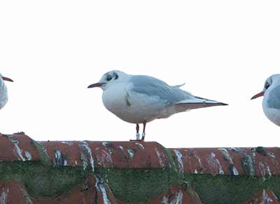 Black-headed Gull (Chroicocephalus ridibundus) [Dragør, Denmark]