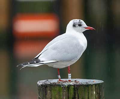 Black-headed Gull (Chroicocephalus ridibundus) [Dragør, Denmark]