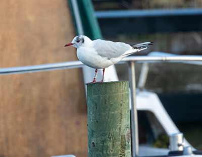 Black-headed Gull (Chroicocephalus ridibundus) [Dragør, Denmark]