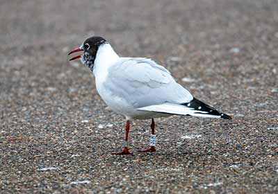 Black-headed Gull (Chroicocephalus ridibundus) [Dragør, Denmark]
