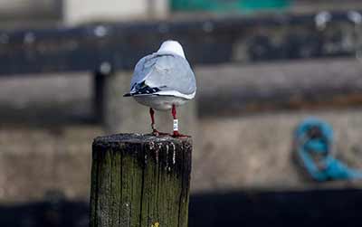 Black-headed Gull (Chroicocephalus ridibundus) [Dragør, Denmark]
