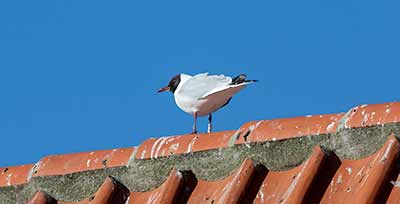 Black-headed Gull (Chroicocephalus ridibundus) [Dragør, Denmark]