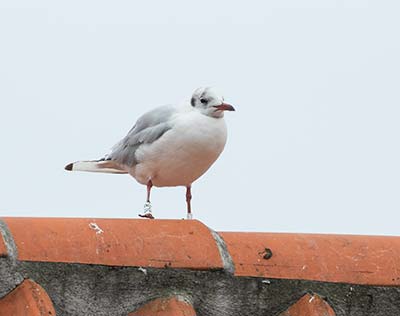 Black-headed Gull (Chroicocephalus ridibundus) [Dragør, Denmark]