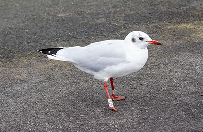 Black-headed Gull (Chroicocephalus ridibundus) [Dragør, Denmark]