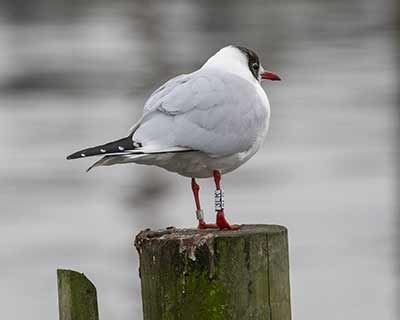 Black-headed Gull (Chroicocephalus ridibundus) [Dragør, Denmark]