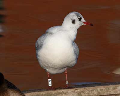 Black-headed Gull (Chroicocephalus ridibundus) [Dragør, Denmark]