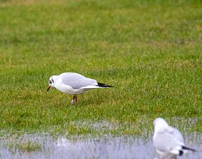 Black-headed Gull (Chroicocephalus ridibundus) [Dragør, Denmark]