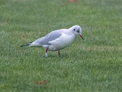 Black-headed Gull (Chroicocephalus ridibundus) [Store Magleby (Amager), Denmark]