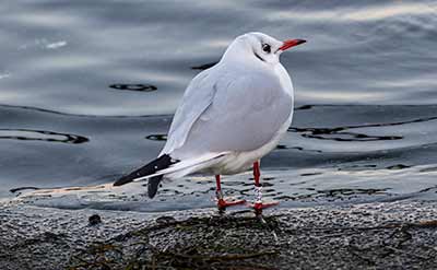 Black-headed Gull (Chroicocephalus ridibundus) [Dragør, Denmark]