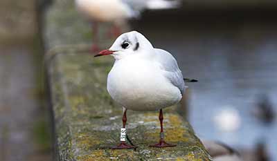 Black-headed Gull (Chroicocephalus ridibundus) [Dragør, Denmark]