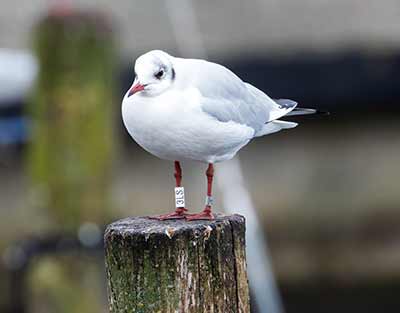 Black-headed Gull (Chroicocephalus ridibundus) [Dragør, Denmark]
