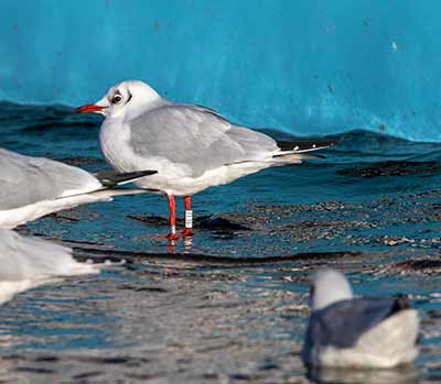 Black-headed Gull (Chroicocephalus ridibundus) [Dragør, Denmark]