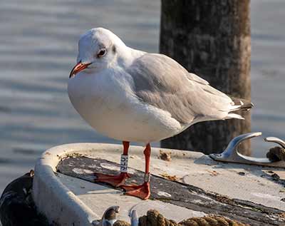 Black-headed Gull (Chroicocephalus ridibundus) [Dragør, Denmark]