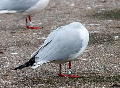 Black-headed Gull (Chroicocephalus ridibundus) [Dragør, Denmark]