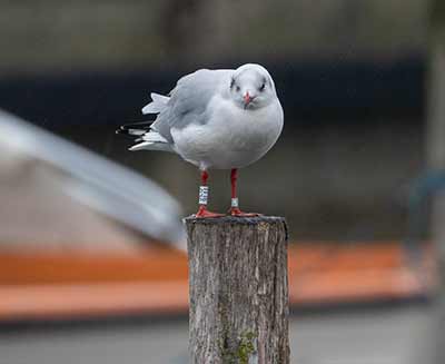 Black-headed Gull (Chroicocephalus ridibundus) [Dragør, Denmark]