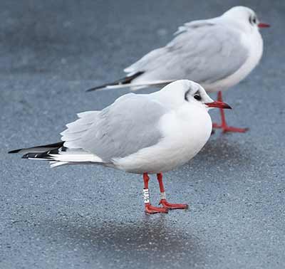 Black-headed Gull (Chroicocephalus ridibundus) [Dragør, Denmark]