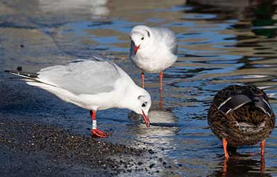 Black-headed Gull (Chroicocephalus ridibundus) [Dragør, Denmark]