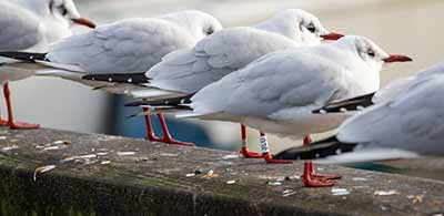 Black-headed Gull (Chroicocephalus ridibundus) [Dragør, Denmark]