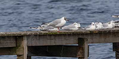 Black-headed Gull (Chroicocephalus ridibundus) [Dragør, Denmark]