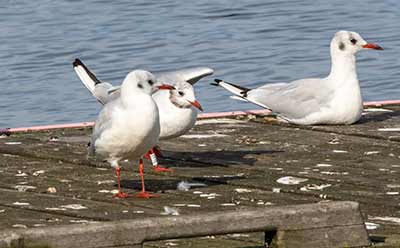 Black-headed Gull (Chroicocephalus ridibundus) [Dragør, Denmark]