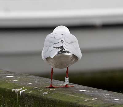 Black-headed Gull (Chroicocephalus ridibundus) [Dragør, Denmark]