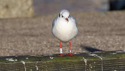 Black-headed Gull (Chroicocephalus ridibundus) [Dragør, Denmark]