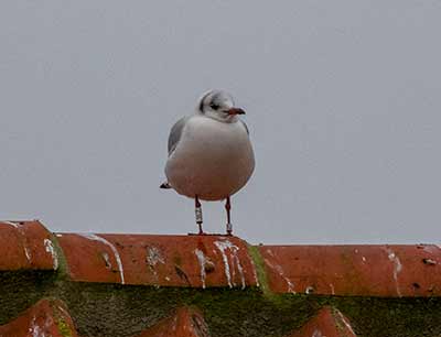 Black-headed Gull (Chroicocephalus ridibundus) [Dragør, Denmark]