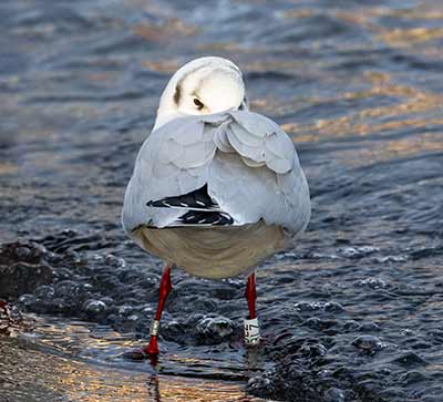 Black-headed Gull (Chroicocephalus ridibundus) [Dragør, Denmark]