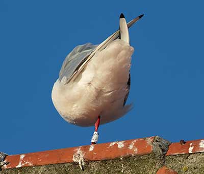 Black-headed Gull (Chroicocephalus ridibundus) [Dragør, Denmark]