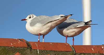 Black-headed Gull (Chroicocephalus ridibundus) [Dragør, Denmark]