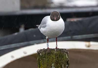 Black-headed Gull (Chroicocephalus ridibundus) [Dragør, Denmark]