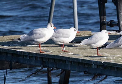 Black-headed Gull (Chroicocephalus ridibundus) [Dragør, Denmark]