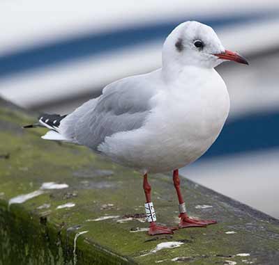 Black-headed Gull (Chroicocephalus ridibundus) [Dragør, Denmark]