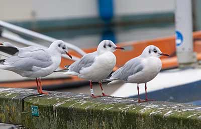 Black-headed Gull (Chroicocephalus ridibundus) [Dragør, Denmark]