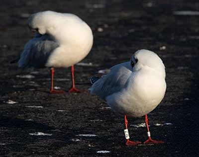 Black-headed Gull (Chroicocephalus ridibundus) [Dragør, Denmark]