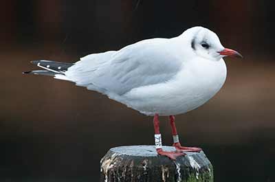 Black-headed Gull (Chroicocephalus ridibundus) [Dragør, Denmark]