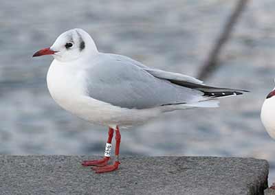 Black-headed Gull (Chroicocephalus ridibundus) [Dragør, Denmark]