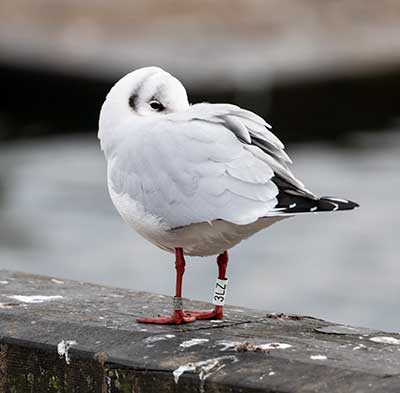 Black-headed Gull (Chroicocephalus ridibundus) [Dragør, Denmark]
