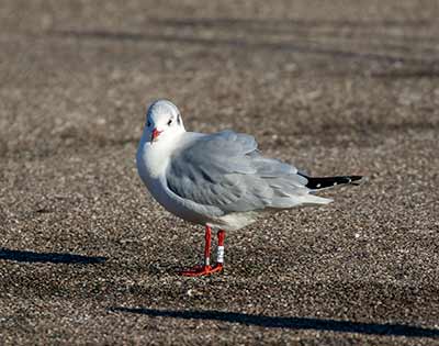 Black-headed Gull (Chroicocephalus ridibundus) [Dragør, Denmark]
