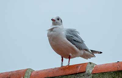 Black-headed Gull (Chroicocephalus ridibundus) [Dragør, Denmark]